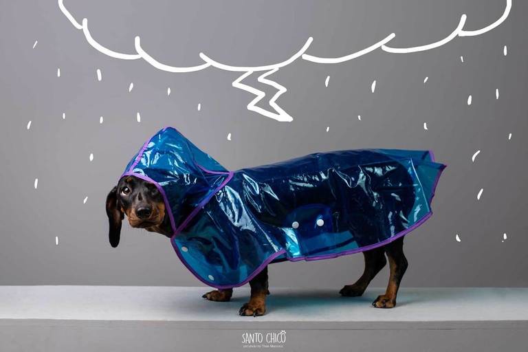 pet thais mazzoco fotografia cenario fotografia fotografo pet book estudio campinas capa de chuva Dachshund