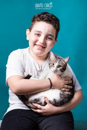 santo chico fotografo pet ensaio pet campinas estudio gato