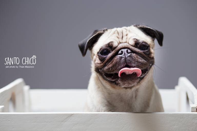 santo chico fotografo pet ensaio pet campinas estudio border collie