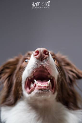 santo chico fotografo pet ensaio pet campinas estudio border collie