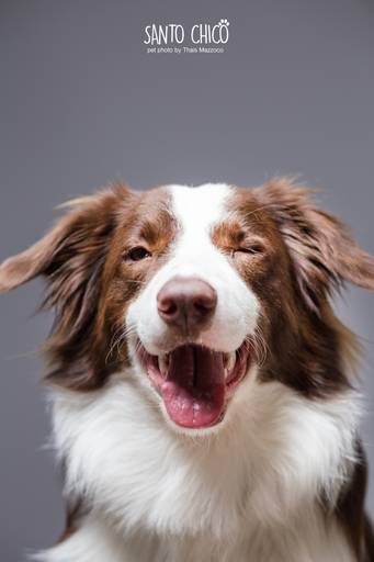 santo chico fotografo pet ensaio pet campinas estudio border collie