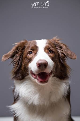 santo chico fotografo pet ensaio pet campinas estudio border collie