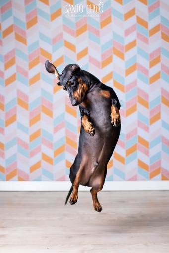 santo chico fotografo pet ensaio pet campinas estudio Dachshund