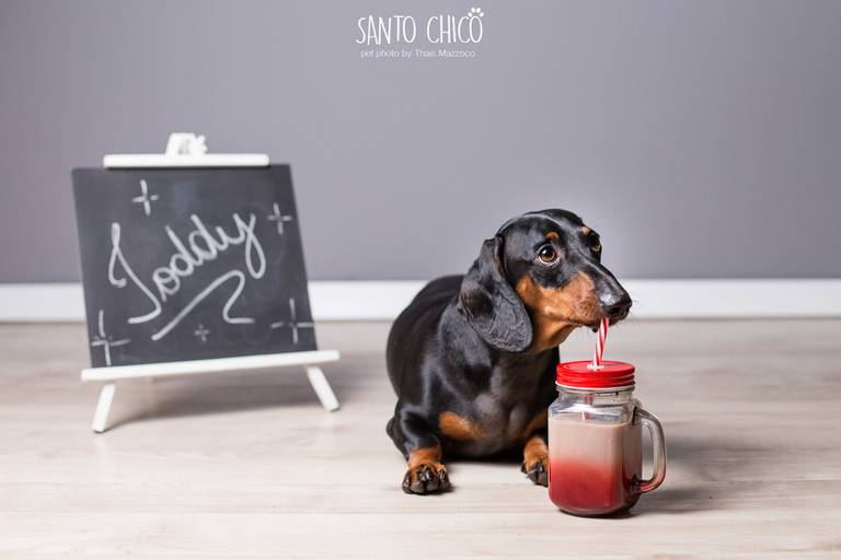 santo chico fotografo pet ensaio pet campinas estudio Dachshund