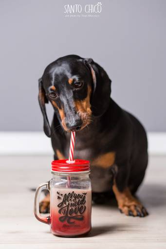 santo chico fotografo pet ensaio pet campinas estudio Dachshund