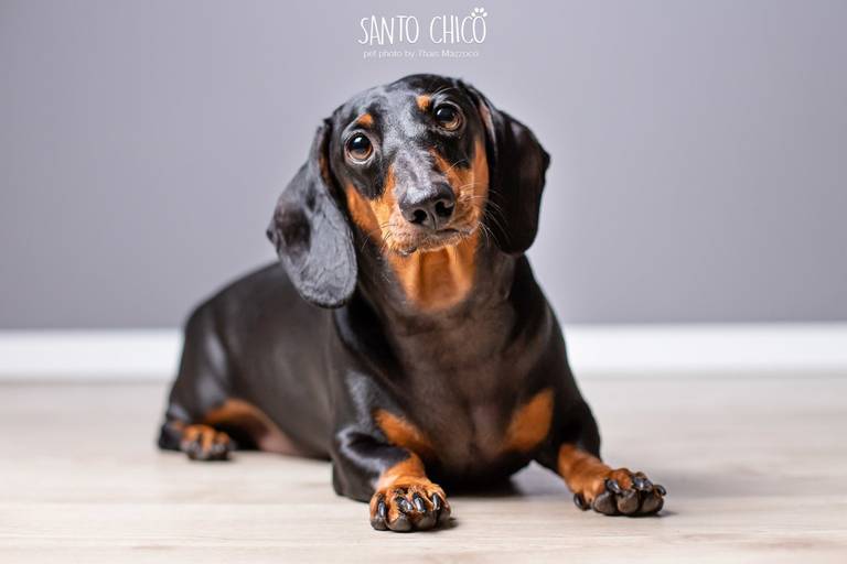 santo chico fotografo pet ensaio pet campinas estudio Dachshund