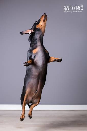 santo chico fotografo pet ensaio pet campinas estudio Dachshund