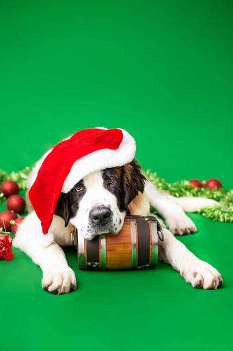 pet thais mazzoco fotografia cenario fotografia fotografo pet book estudio campinas natal são bernardo