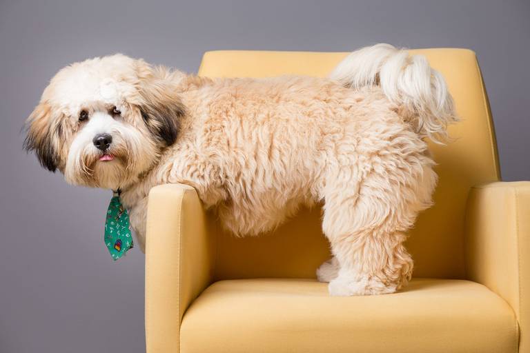 santo chico fotografo pet ensaio pet campinas estudio