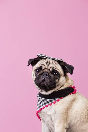 santo chico fotografo pet ensaio pet campinas estudio pug pandora