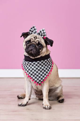 santo chico fotografo pet ensaio pet campinas estudio pandora pug