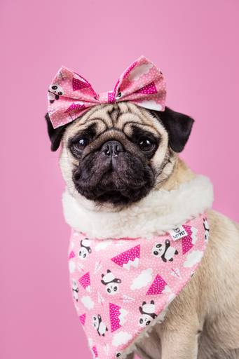 santo chico fotografo pet ensaio pet campinas estudio pandora princess