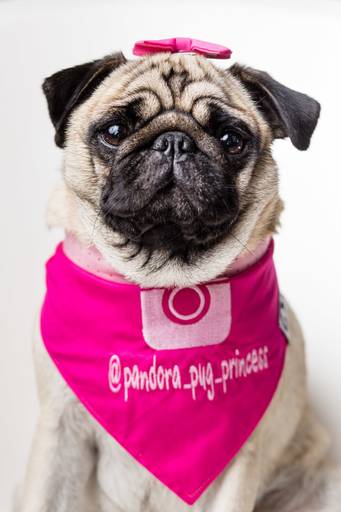 santo chico fotografo pet ensaio pet campinas estudio pandora pug princess