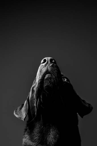 pet thais mazzoco fotografia cenario fotografia fotografo pet book estudio campinas labrador preto e branco