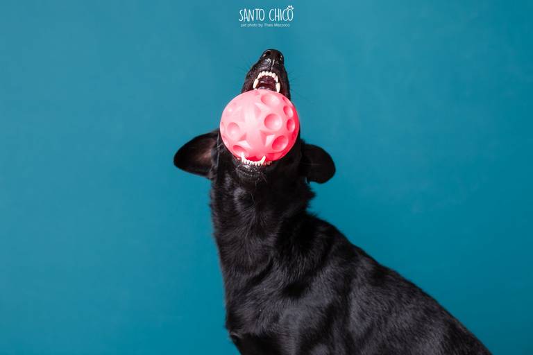 santo chico fotografo pet ensaio pet campinas estudio cani cross dog race