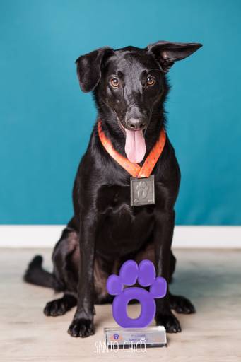 ssanto chico fotografo pet ensaio pet campinas estudio cani cross dog race