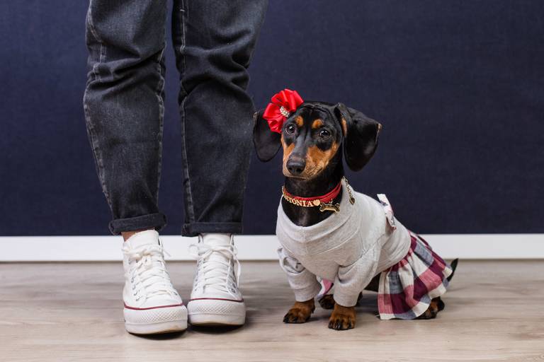 pet thais mazzoco fotografia cenario fotografia fotografo pet book estudio campinas antonia Dachshund