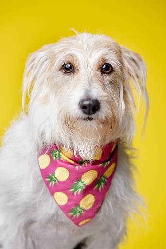 pet thais mazzoco fotografia cenario fotografia fotografo pet book estudio campinas vira lata adoção