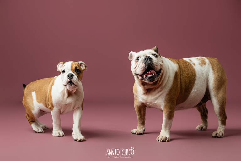 santo chico fotografo pet ensaio pet campinas estudio buldogue