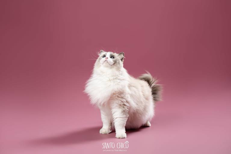 familia com pet, gatos, ragdoll, felinos, ensaio pet, estudio pet, campinas, thais mazzoco