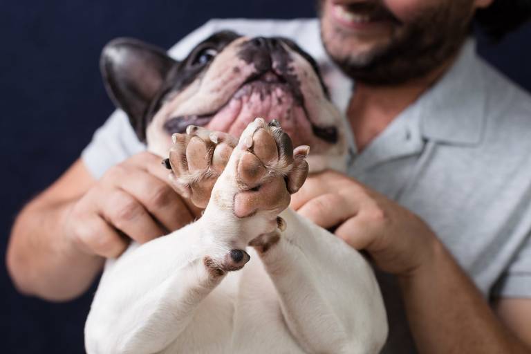 ensaio pet dia dos pais santo chico fotografia campinas fotografo 
