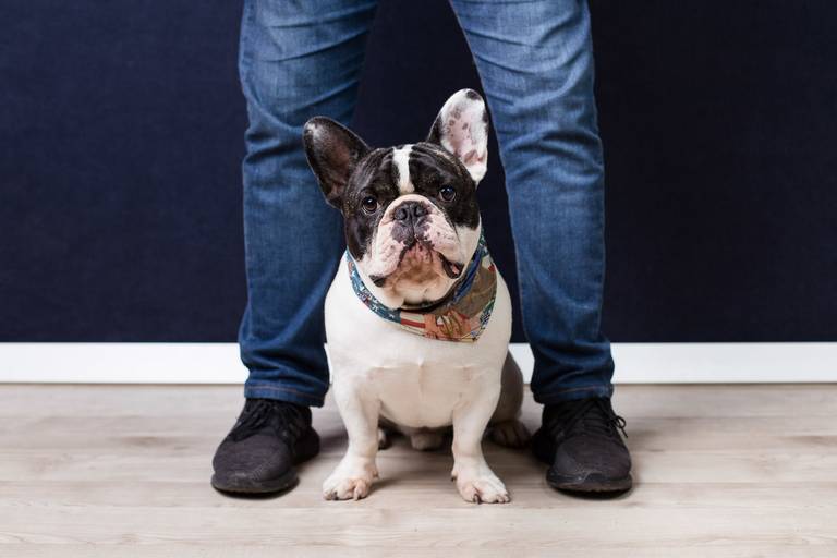 ensaio pet dia dos pais santo chico fotografia campinas fotografo 