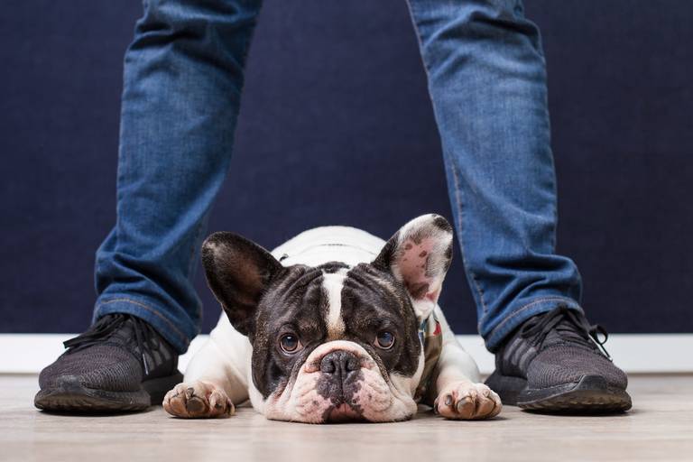 ensaio pet dia dos pais santo chico fotografia campinas fotografo 