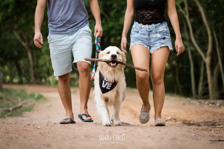 fotografia pet cachorro
ao ar livre santo chico golden retriver