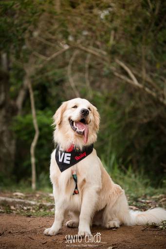 fotografia pet cachorro
ao ar livre santo chico golden retriver 