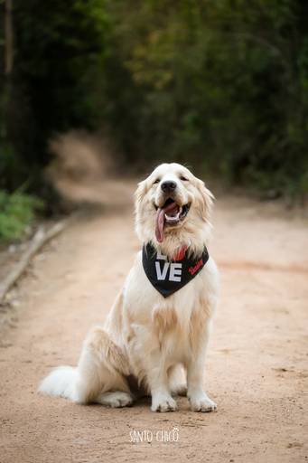 fotografia pet cachorro
ao ar livre santo chico  golden retriver