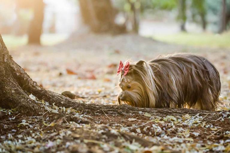 yorkshire fotografia pet cachorro
ao ar livre santo chico