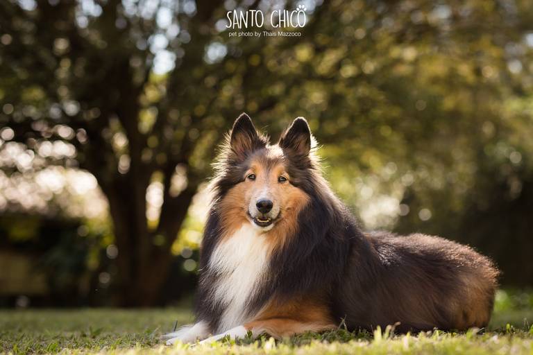 fotografia pet cachorro
ao ar livre santo chico collie pelo longo 