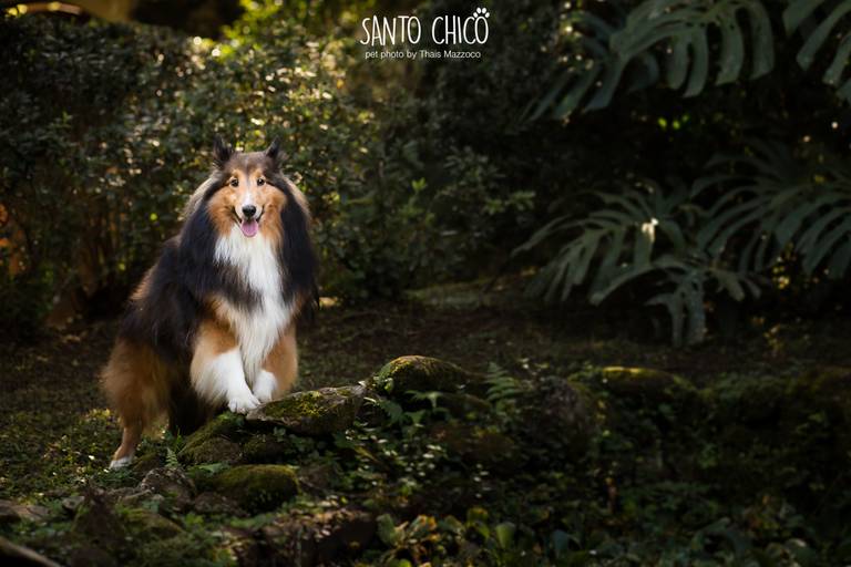 fotografia pet cachorro
ao ar livre santo chico collie pelo longo 