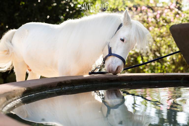 fotografia pet cachorro
ao ar livre santo chico pônei