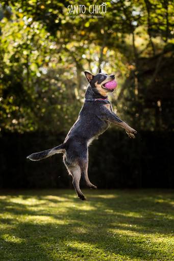 fotografia pet cachorro
ao ar livre santo chico