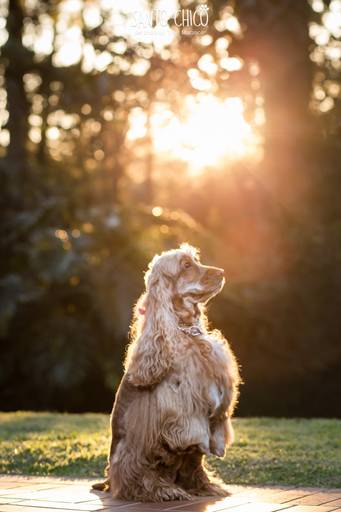 fotografia pet cachorro
ao ar livre santo chico