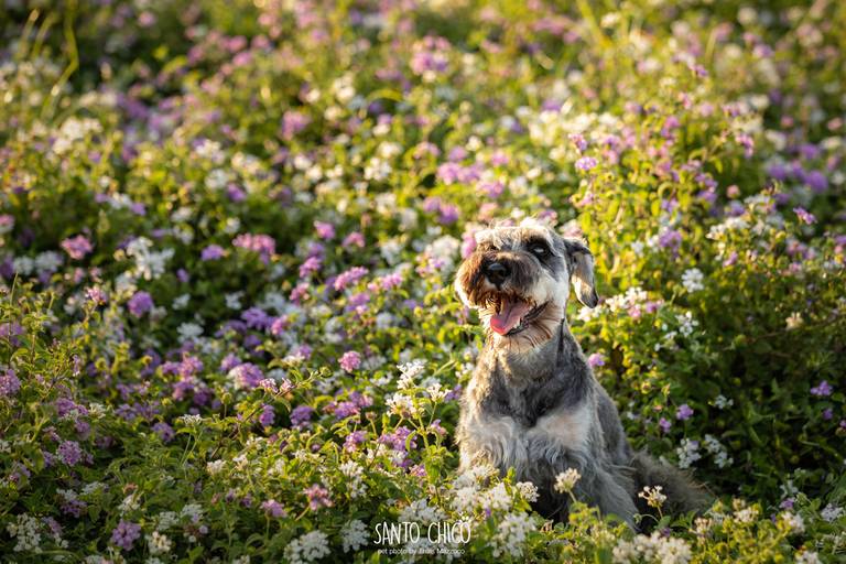 fotografia pet cachorro
ao ar livre santo chico