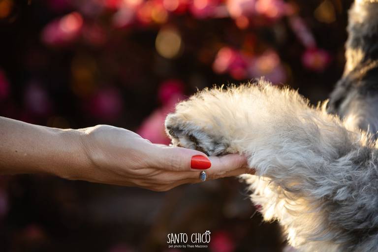 fotografia pet cachorro
ao ar livre santo chico