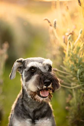 fotografia pet cachorro
ao ar livre santo chico