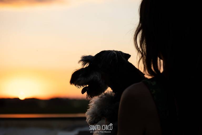 fotografia pet cachorro
ao ar livre santo chico