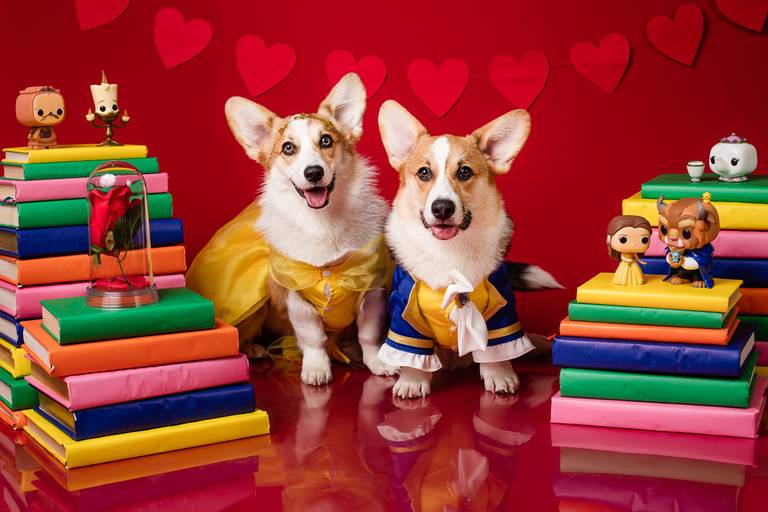 pet thais mazzoco fotografia cenario fotografia fotografo pet book estudio campinas natal smash the cake bela e a fera
