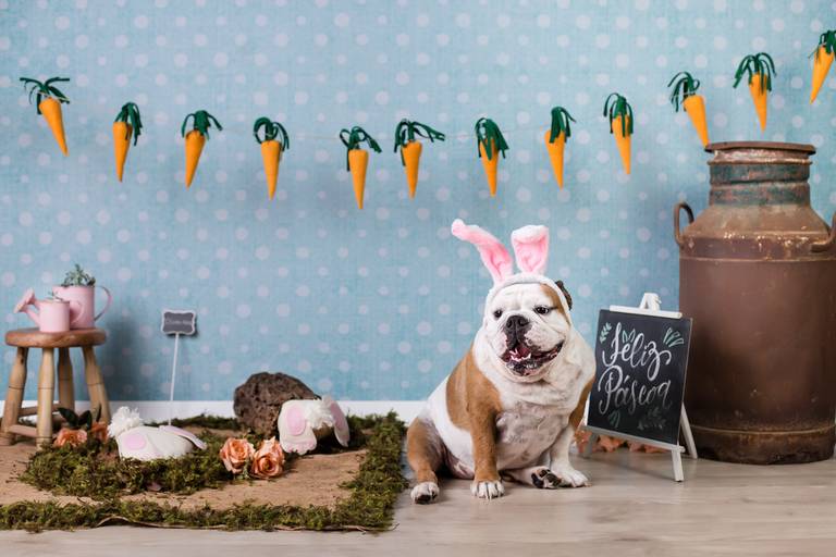 pet thais mazzoco fotografia cenario fotografia fotografo pet book estudio campinas natal páscoa