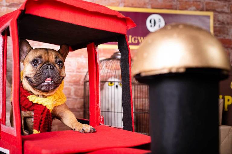 pet thais mazzoco fotografia cenario fotografia fotografo pet book estudio campinas natal harry potter