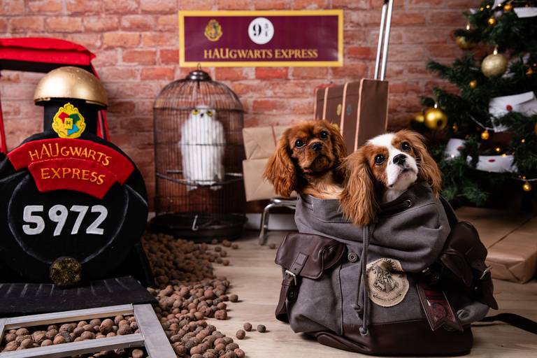 pet thais mazzoco fotografia cenario fotografia fotografo pet book estudio campinas natal harry potter