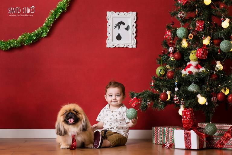 santo chico cenário natal grinch fotografia pet pequinês