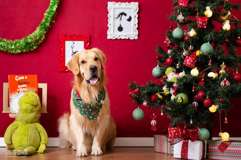 santo chico cenário natal grinch fotografia pet frederico golden natal 2019 grinch