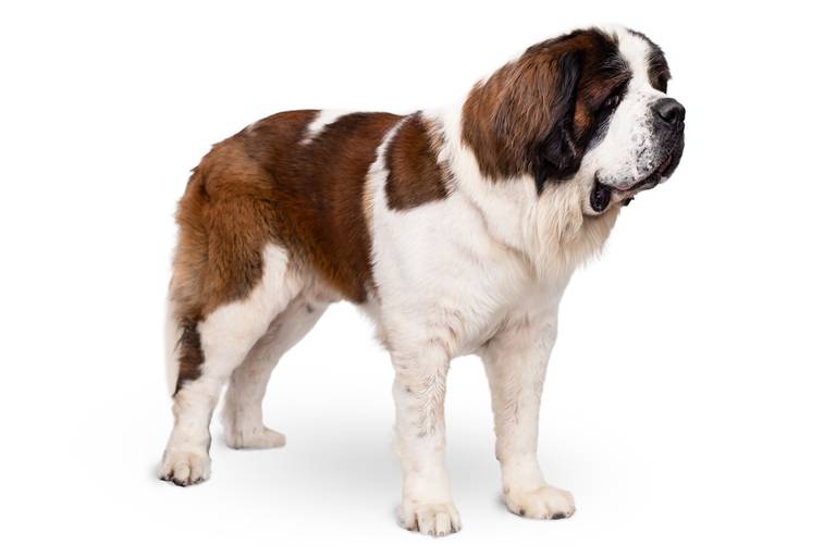 pet thais mazzoco fotografia cenario fotografia fotografo pet book estudio campinas recorte fundo branco são bernardo