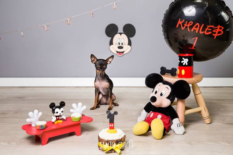 pet thais mazzoco fotografia cenario fotografia fotografo pet book estudio campinas natal smash the cake mickey pinsher