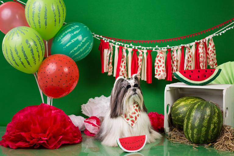 santo chico cenário melancia fotografia pet