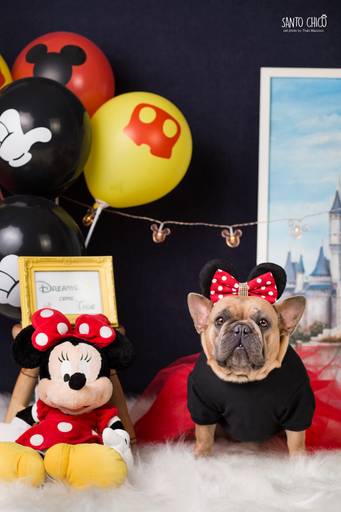 santo chico cenário disney fotografia pet
